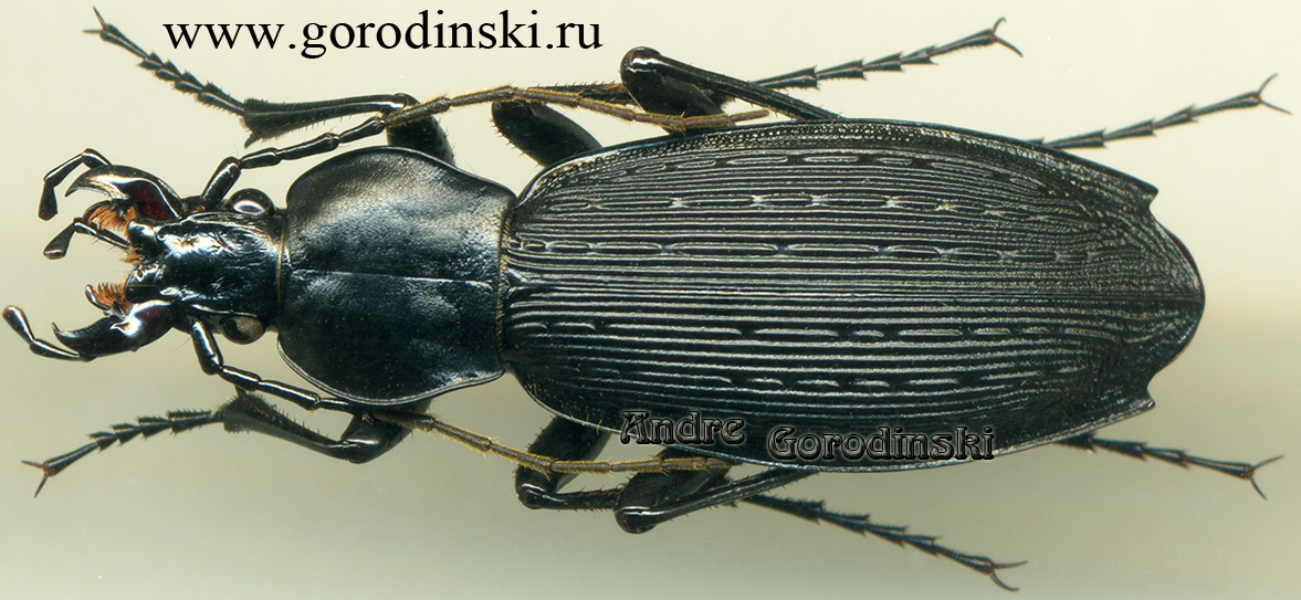 http://www.gorodinski.ru/carabus/Apotomopterus semelai.jpg